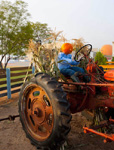 Antique Tractor Exhibit & Scarecrow. Created by Orange County Produce.