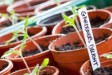 ChildrensGardening