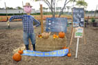 Ollie the Orange Section Scarecrow