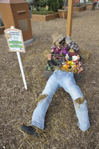 Scarefoot Garden