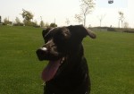 Bark in the Park Bark in the Park