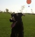 Bark in the Park