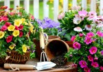 abcofgardening abcofgardening