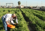 First Harvest at the Farm & Food Lab