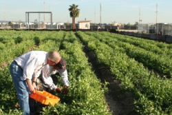 First Harvest at the Farm & Food Lab