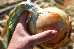 Farm & Food Lab: Spring Harvest