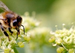Native California Bees Looking for New Real Estate