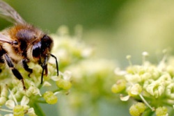 Native California Bees Looking for New Real Estate