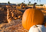 Great Park Pumpkin Harvest & Food Drive