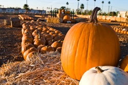 Great Park Pumpkin Harvest & Food Drive