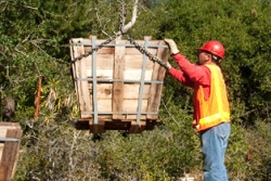 Joan Irvine Smith Donates 106 Native Coastal Oak Trees to Irvine
