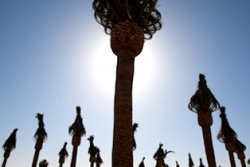 Last of Fifty-four Palm Trees Planted at Great Park