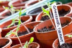 From The Edible Landscape to Gifts from the Garden