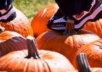 Free Pumpkins at the Great Park Pumpkin Harvest and Food Drive