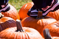 Free Pumpkins at the Great Park Pumpkin Harvest and Food Drive